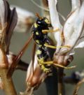 Polistes gallicus